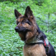 04.03.2026 Sucheinsatz